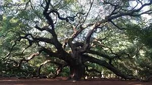 Angel oak tree